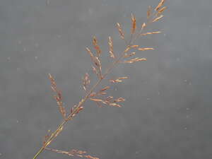 Agrostis capillaris