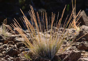 Agrostis sandwicensis