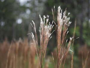 Andropogon bicornis