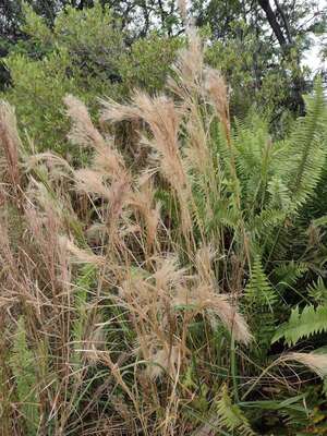 Andropogon tenuispatheus