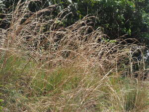 Andropogon virginicus var. virginicus