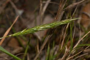 Anthoxanthum odoratum