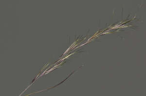 Aristida adscensionis