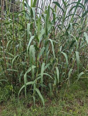 Arundo donax