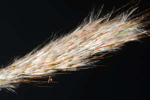 Bothriochloa barbinodis