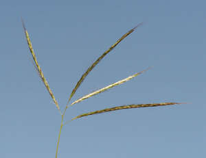 Bothriochloa pertusa