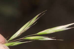 Bromus carinatus