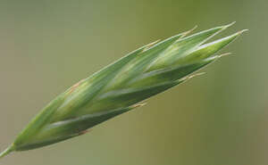 Bromus catharticus