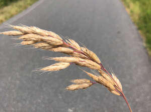 Bromus hordeaceus