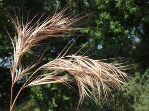 Bromus madritensis