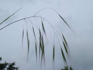 Bromus sterilis