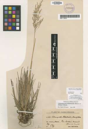 Calamagrostis hillebrandii