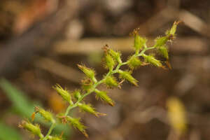 Cenchrus agrimonioides