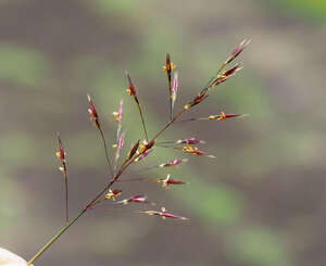 Chrysopogon aciculatus