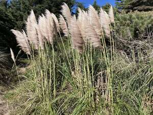 Cortaderia jubata