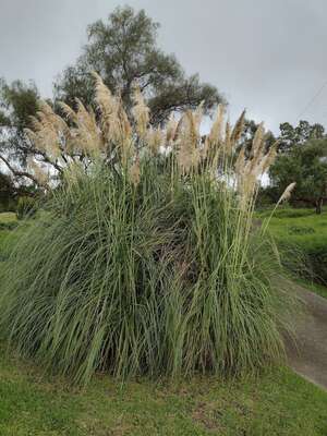 Cortaderia selloana