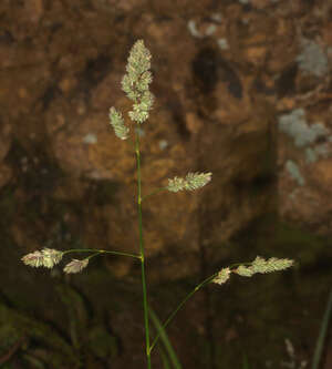 Dactylis glomerata