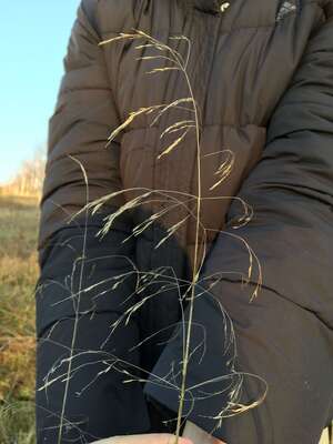 Deschampsia cespitosa subsp. beringensis