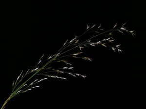 Deschampsia nubigena