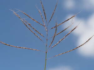 Dichanthium annulatum var. annulatum