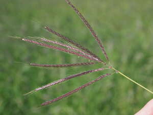 Dichanthium annulatum var. papillosum