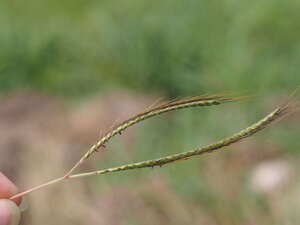 Dichanthium aristatum