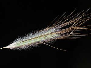 Dichanthium sericeum