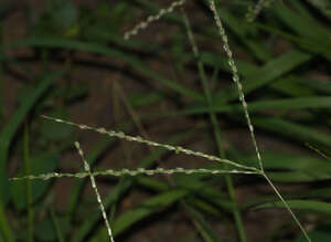 Digitaria bicornis