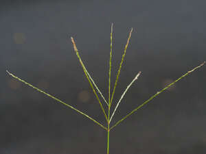 Digitaria ciliaris