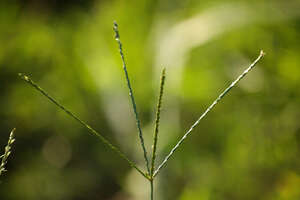 Digitaria eriantha