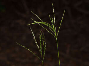 Digitaria eriostachya