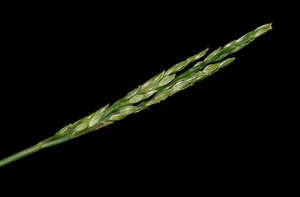 Digitaria henryi