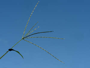 Digitaria nuda