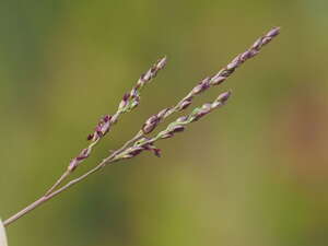 Digitaria scalarum