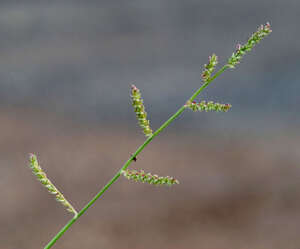 Echinochloa colonum subsp. colonum