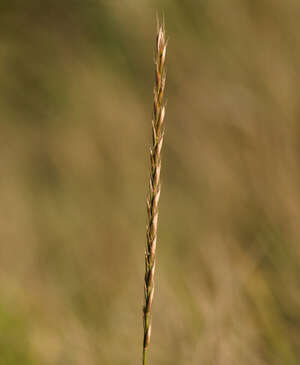 Elymus repens