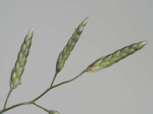 Eragrostis barrelieri