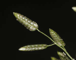 Eragrostis cilianensis