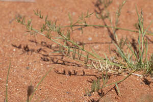 Eragrostis dielsii