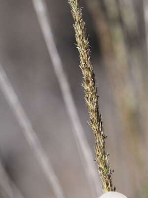 Eragrostis leptophylla