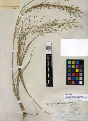 Eragrostis mauiensis