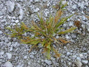 Eragrostis paupera