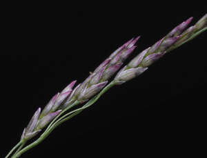 Eragrostis pilosa var. pilosa