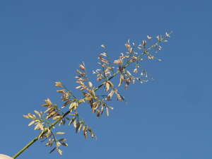 Eragrostis tenella