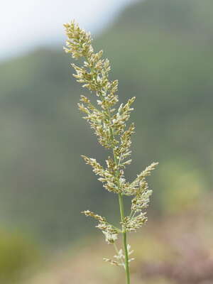 Eragrostis variabilis