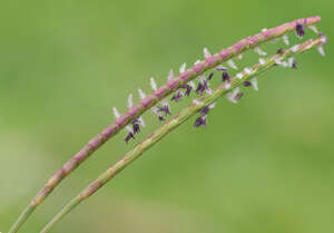 Eremochloa ophiuroides