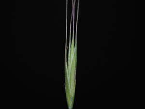 Festuca bromoides