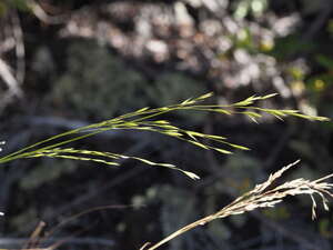 Festuca hawaiiensis