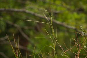 Hemarthria altissima