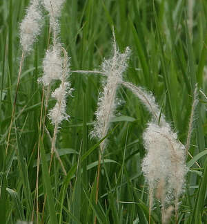 Imperata cylindrica